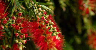 Red flowering Bottlebrush