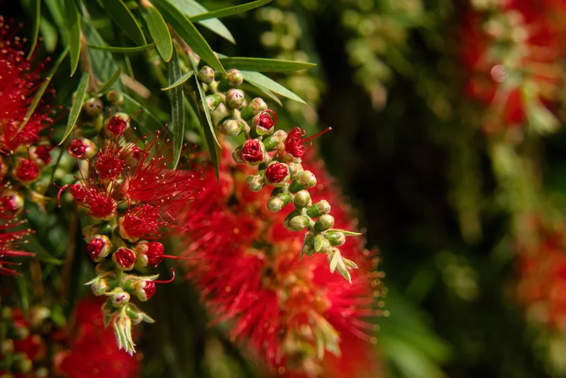 Red flowering Bottlebrush