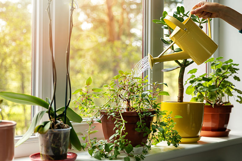 Caring for indoor plants