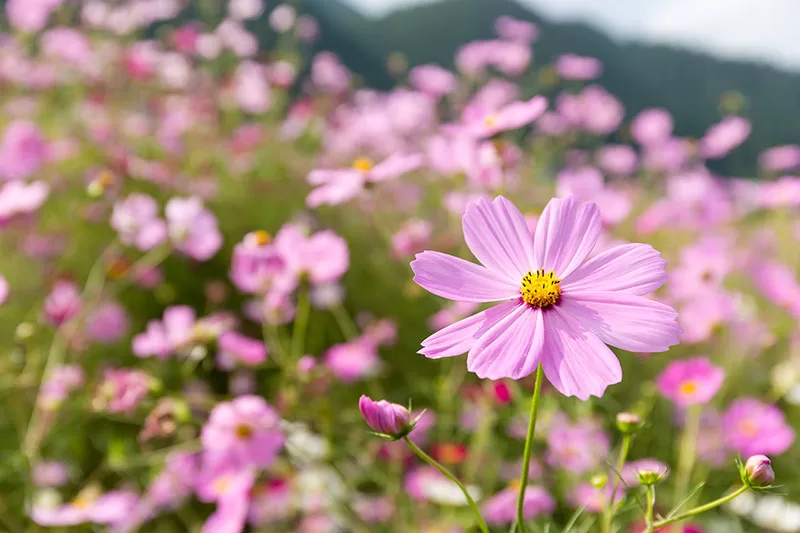 Cosmos flowers