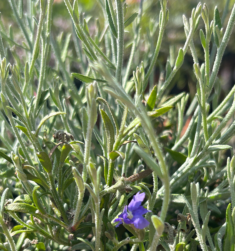 Dampiera stenophylla 'Hazy Days'