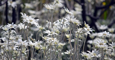 Actinotus helianthi - Flannel Flower