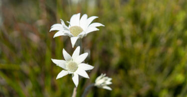 Actinotus helianthi - Flannel Flower