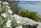 Actinotus helianthi - Flannel Flower