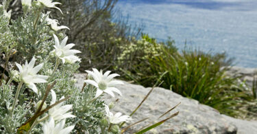 Actinotus helianthi - Flannel Flower