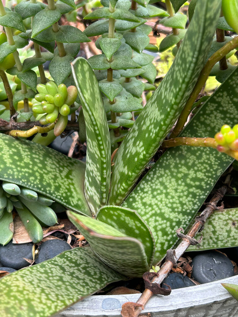 Gasteria obliqua - Ox Tongue