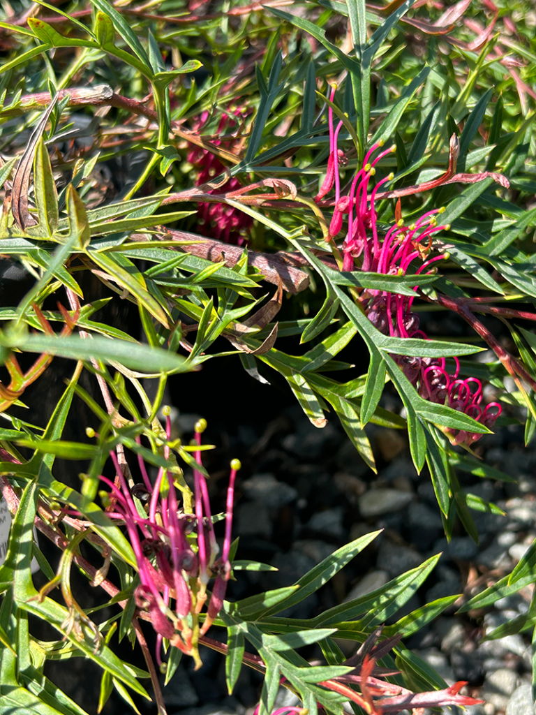 Grevillea 'Bronze Rambler'