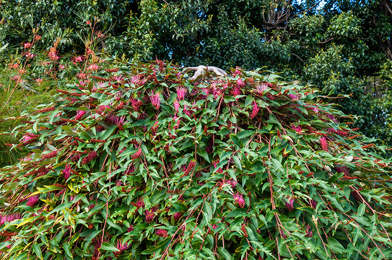 Grevillea 'Poorinda Royal Mantle'