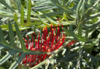 Grevillea nivea x varifolia 'Red Coral'