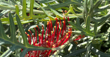 Grevillea nivea x varifolia 'Red Coral'