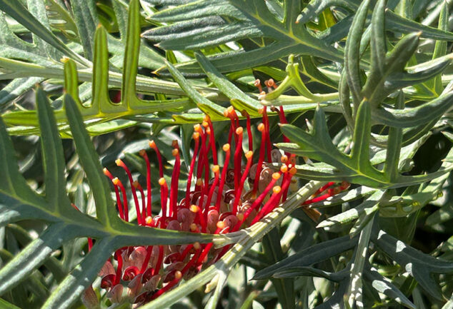 Grevillea nivea x varifolia 'Red Coral'