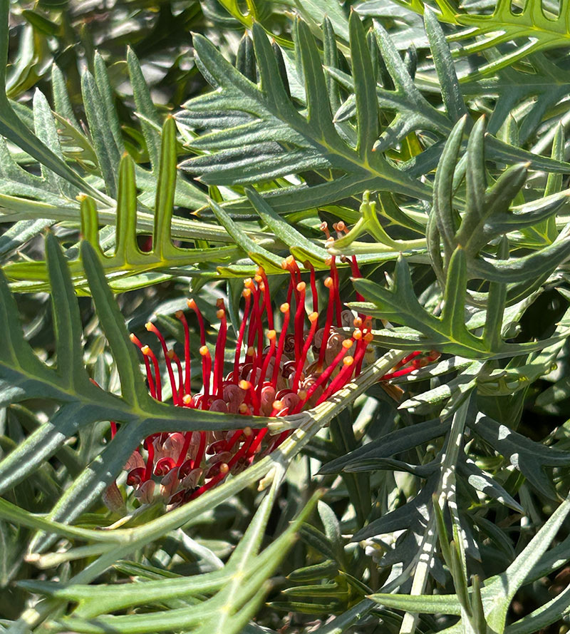 Grevillea nivea x varifolia 'Red Coral'