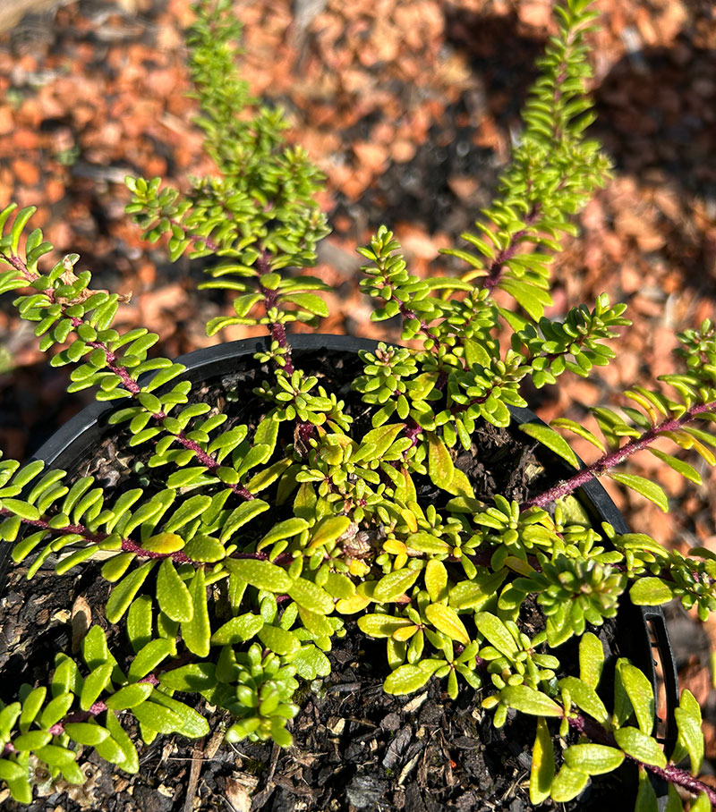 Myoporum parvifolium – Creeping Boobialla