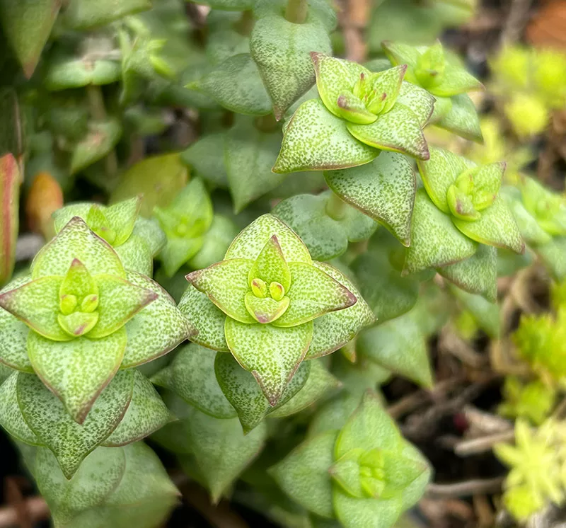 Crassula perforata - Necklace Vine