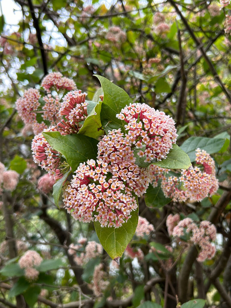 Rogiera amoena (syn. Rondeletia amoena) - Rondeletia