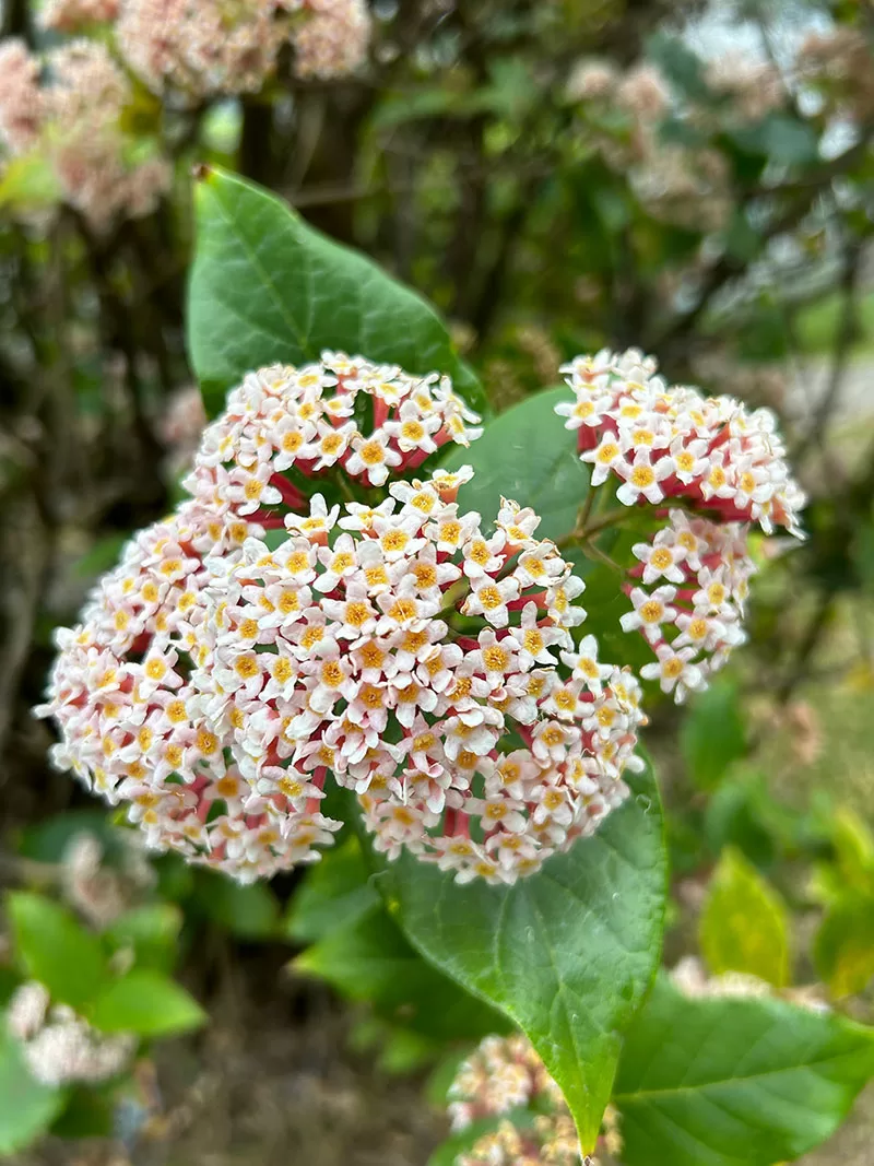 Rogiera amoena (syn. Rondeletia amoena) - Rondeletia