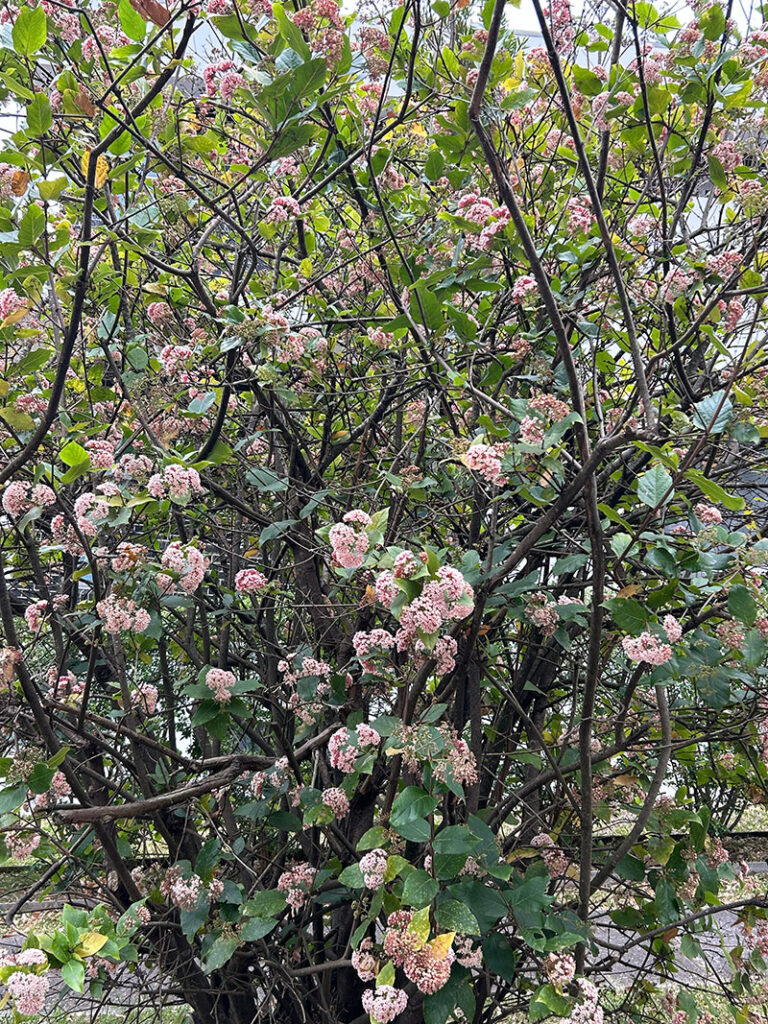 Rondeletia amoena (syn. Rogiera amoena) - Rondeletia - The Curious Gardener