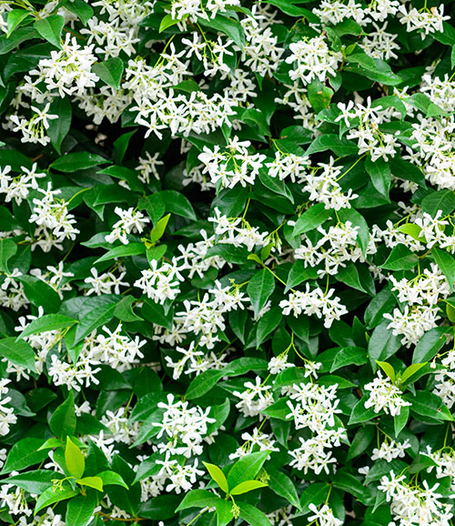 Trachelospermum jasminoides - Star Jasmine