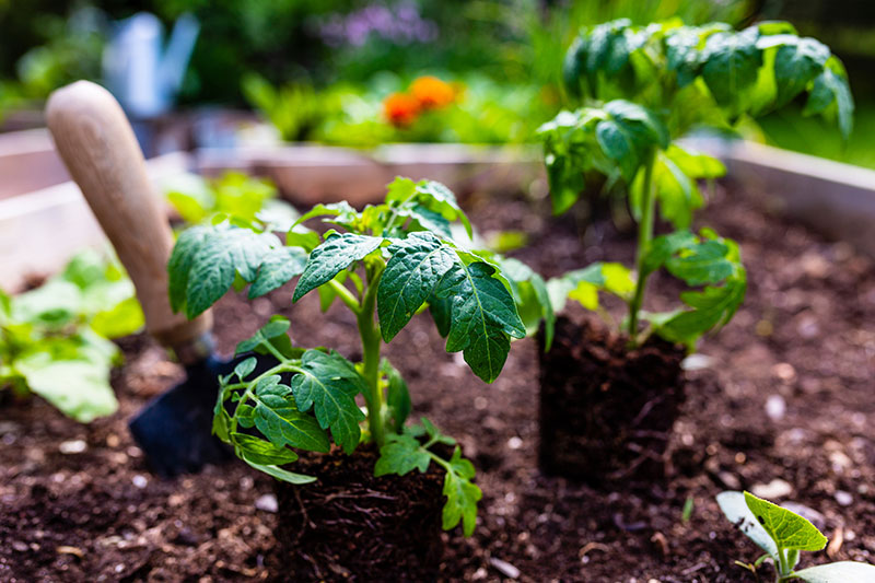 Planting tomato seedlings