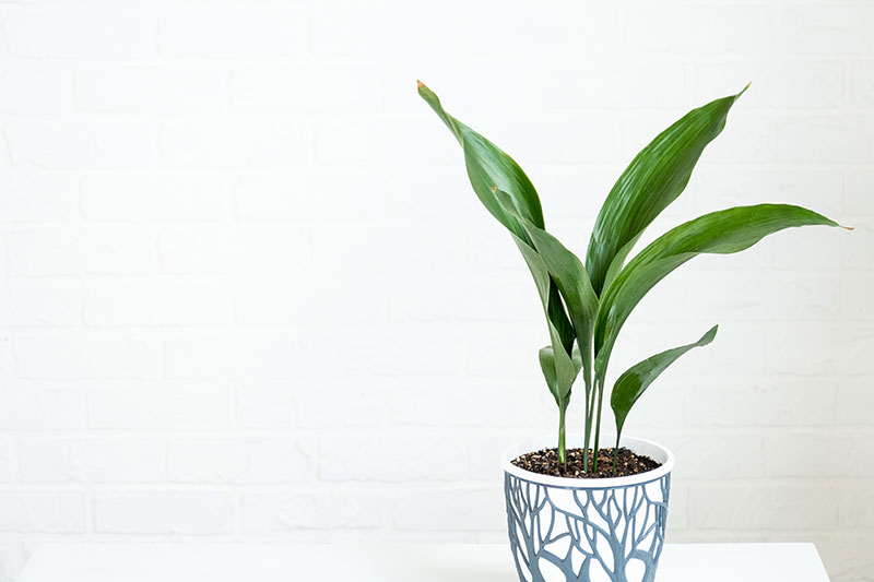 Aspidistra elatior - Cast Iron Plant