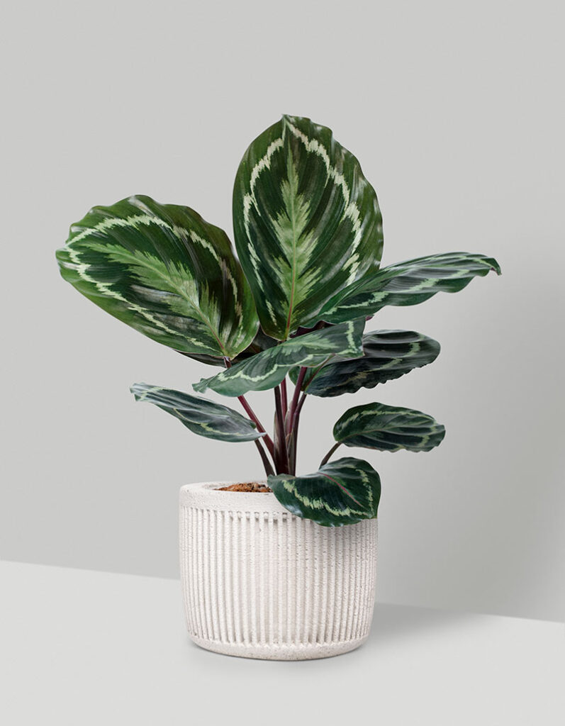 Calathea sp. – Peacock Plant