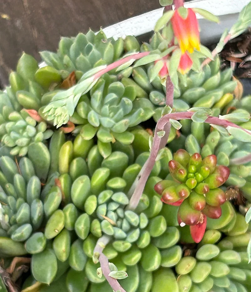 Echeveria sp.