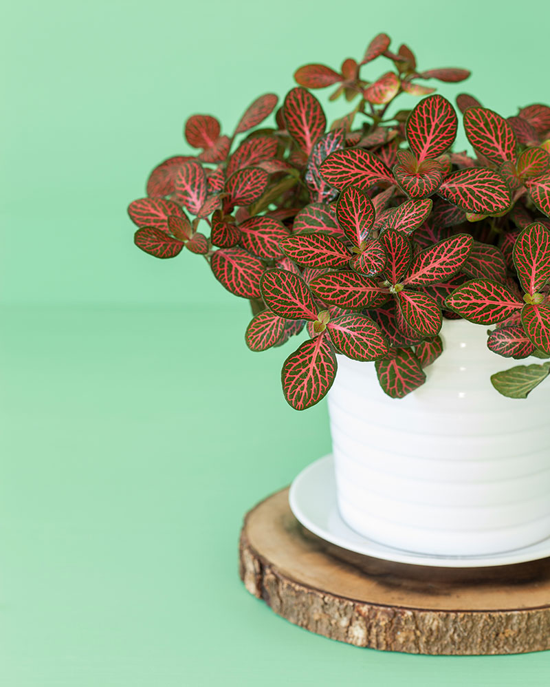 Fittonia albivenis – Nerve Plant