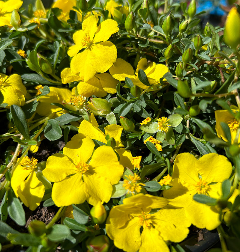 Hibbertia difusa 'Buttercup' - Guinea Flower / Snake Vine