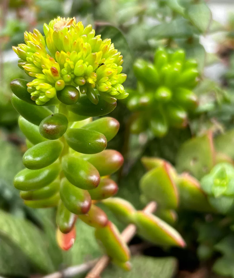 Sedum - Jelly Bean Plant