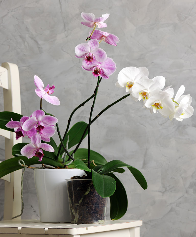 Phalaenopsis sp. – Moth Orchid