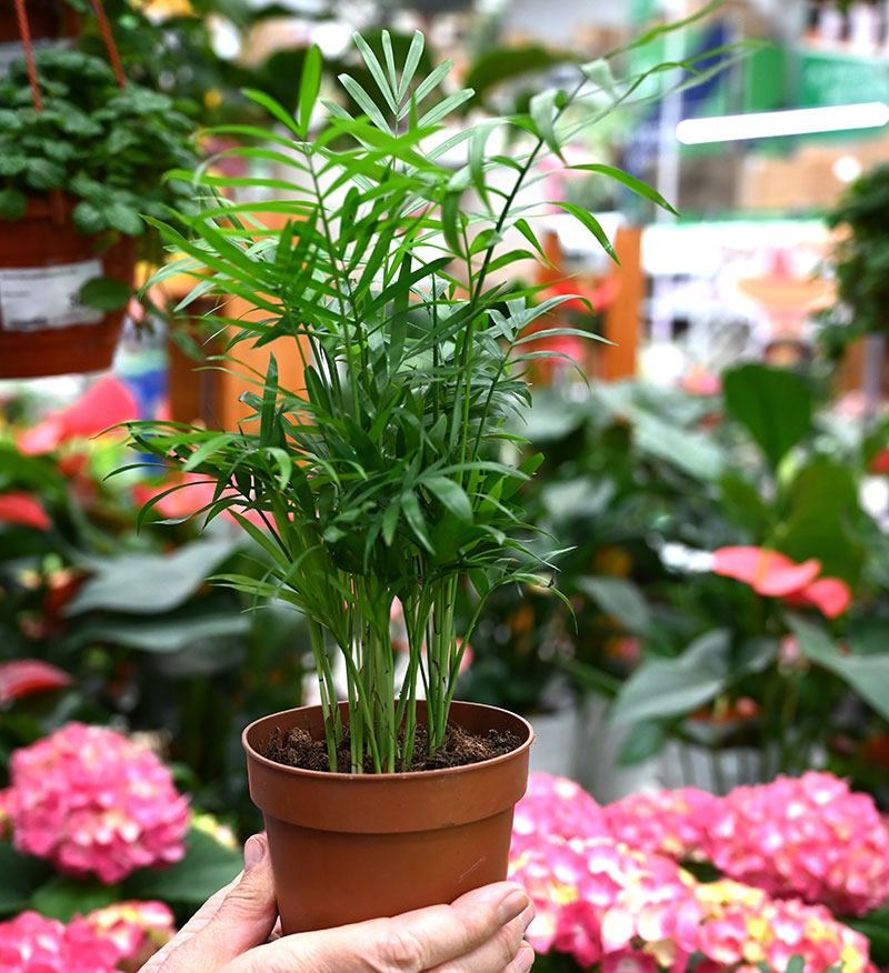 Chamaedorea elegans - Parlour Palm