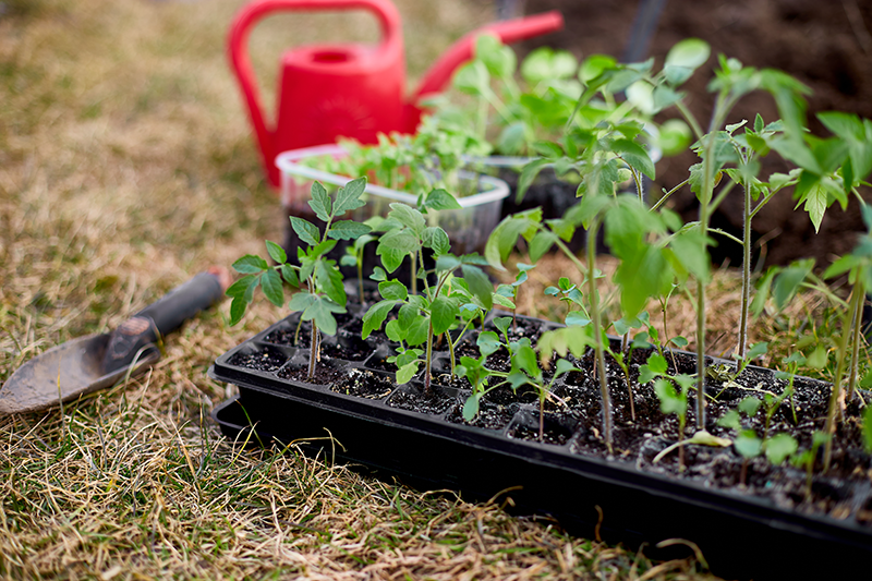 Planting out tomato seedlings