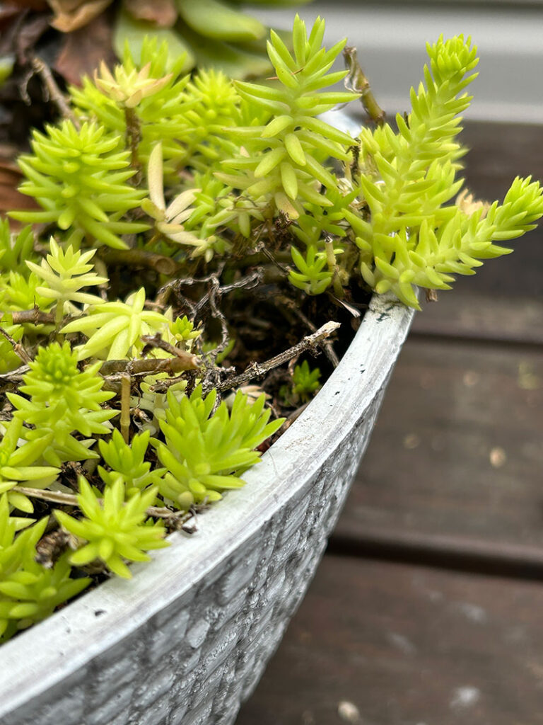 Sedum Sp.