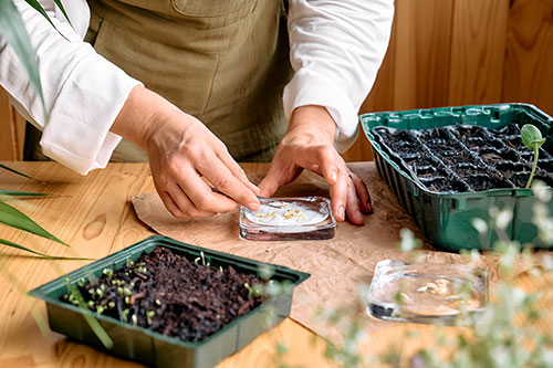 Seed Saving Workshop