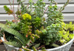 Succulent bowl filled with Sedum, Echeveria, Crassula and Grasteria