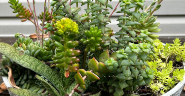 Succulent bowl filled with Sedum, Echeveria, Crassula and Grasteria