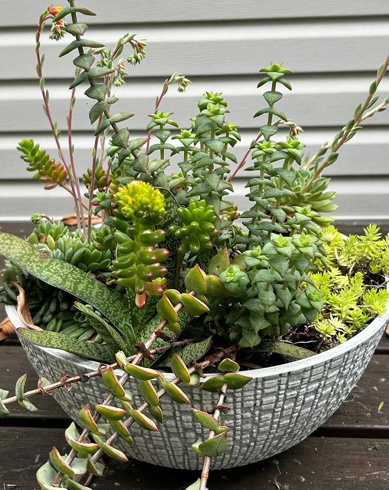 Succulent bowl filled with Sedum, Echeveria, Crassula and Grasteria