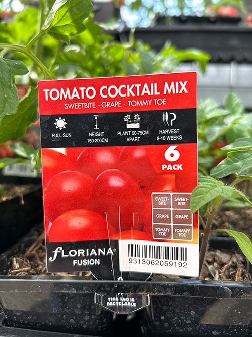 Tomato seedlings - Cocktail mix