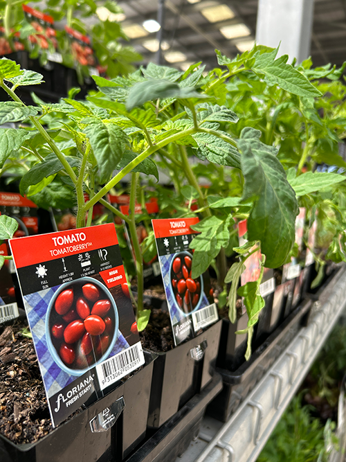 Tomato seedling varieties