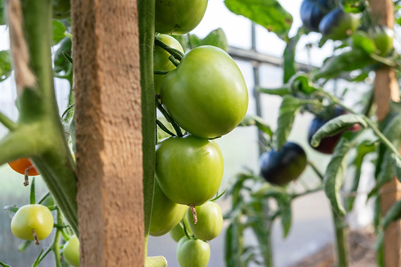 Tomatoes growing on a sturdy supportive structure