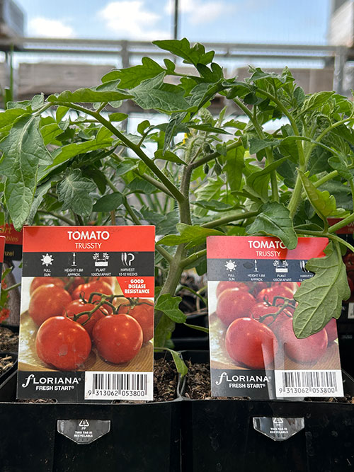 Trussty tomato variety