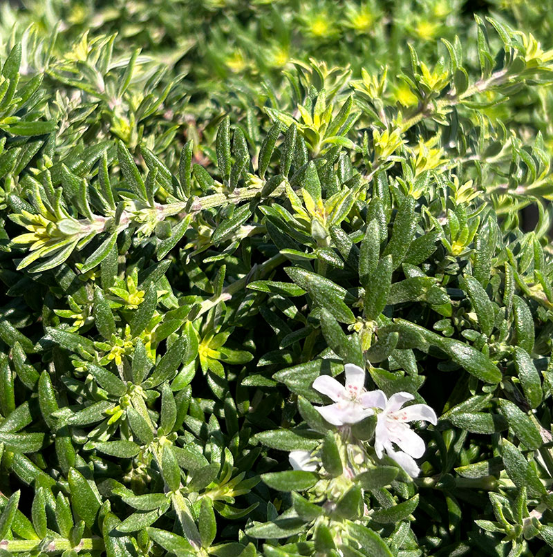 Westringia fruticosa 'Flat 'n' Fruity