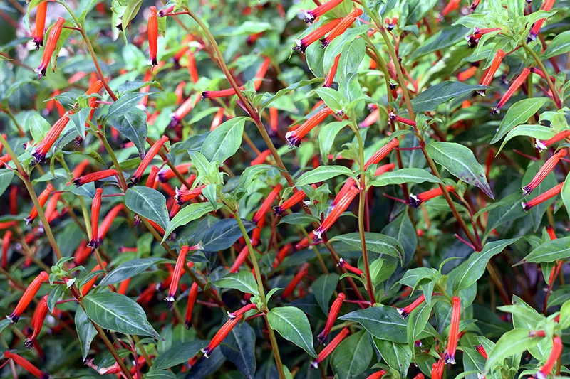 Cuphea ignea - Cigar Flower