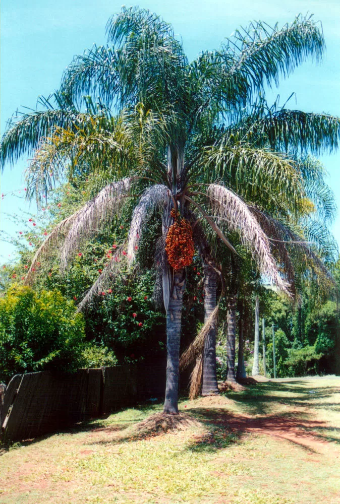 Syagrus romanzoffiana - Cocos Palm