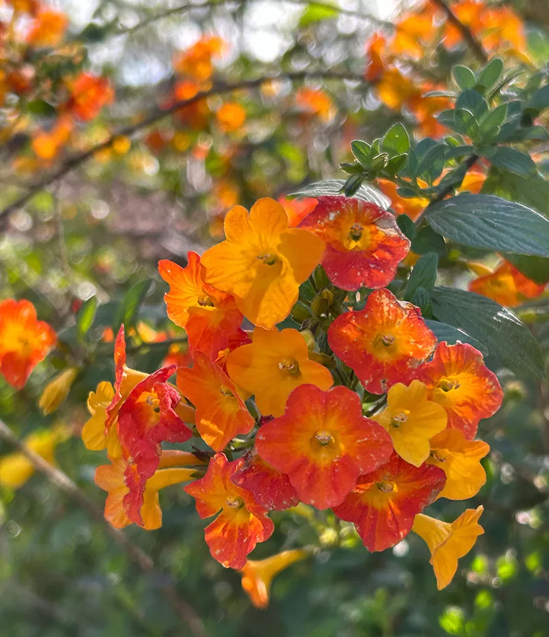 Streptosolen jamesonii - Marmalade Bush / Orange Browallia