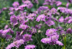 Scabiosa columbaria - Pincushion Flower