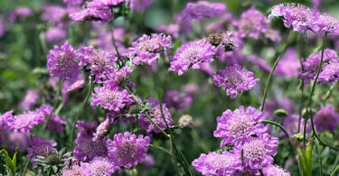 Scabiosa columbaria - Pincushion Flower