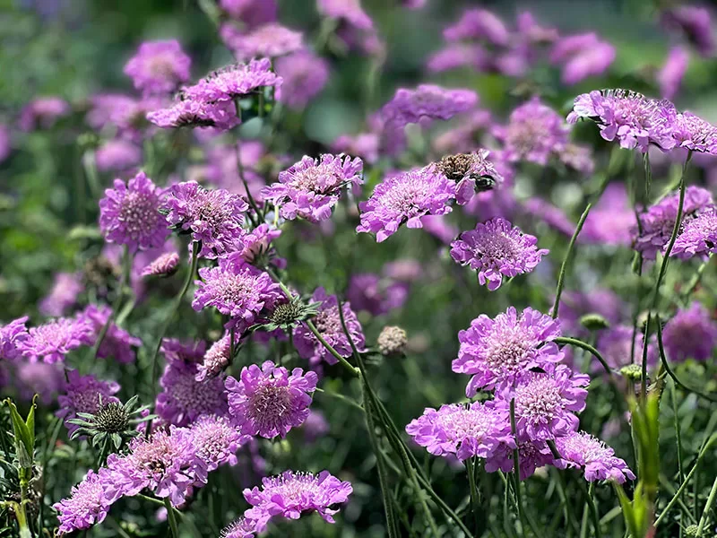 Scabiosa columbaria - Pincushion Flower