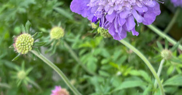 Scabiosa columbaria - Pincushion Flower