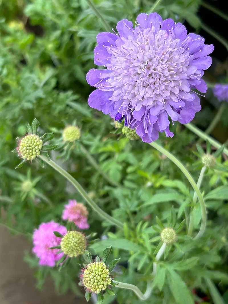 Scabiosa columbaria - Pincushion Flower